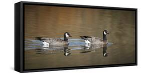 USA, Oregon, Baskett Slough NWR, a Canada Goose.-Rick A. Brown-Framed Stretched Canvas