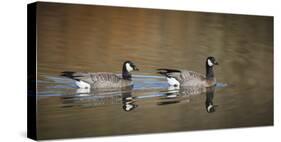 USA, Oregon, Baskett Slough NWR, a Canada Goose.-Rick A. Brown-Stretched Canvas