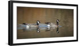 USA, Oregon, Baskett Slough NWR, a Canada Goose.-Rick A. Brown-Framed Photographic Print