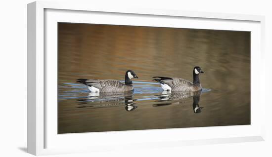 USA, Oregon, Baskett Slough NWR, a Canada Goose.-Rick A. Brown-Framed Photographic Print