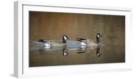 USA, Oregon, Baskett Slough NWR, a Canada Goose.-Rick A. Brown-Framed Photographic Print