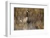 USA, Oregon, Baskett Slough NWR, a Canada Goose.-Rick A. Brown-Framed Photographic Print