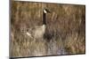 USA, Oregon, Baskett Slough NWR, a Canada Goose.-Rick A. Brown-Mounted Photographic Print