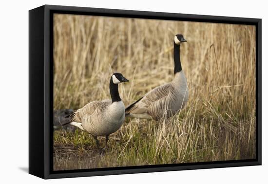 USA, Oregon, Baskett Slough NWR, a pair of Canada Geese.-Rick A. Brown-Framed Stretched Canvas