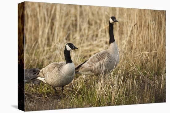 USA, Oregon, Baskett Slough NWR, a pair of Canada Geese.-Rick A. Brown-Stretched Canvas