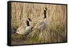 USA, Oregon, Baskett Slough NWR, a pair of Canada Geese.-Rick A. Brown-Framed Stretched Canvas