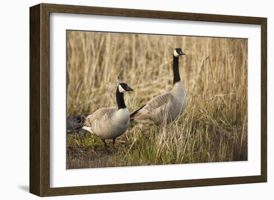 USA, Oregon, Baskett Slough NWR, a pair of Canada Geese.-Rick A. Brown-Framed Photographic Print