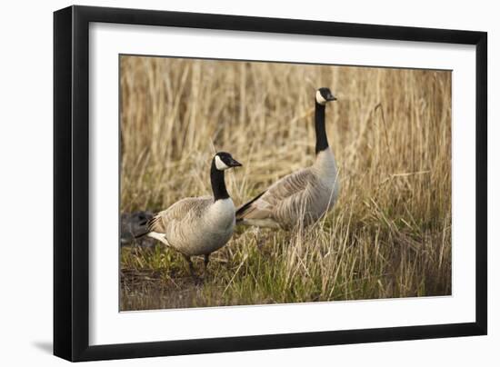 USA, Oregon, Baskett Slough NWR, a pair of Canada Geese.-Rick A. Brown-Framed Photographic Print