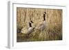 USA, Oregon, Baskett Slough NWR, a pair of Canada Geese.-Rick A. Brown-Framed Photographic Print