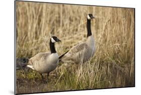 USA, Oregon, Baskett Slough NWR, a pair of Canada Geese.-Rick A. Brown-Mounted Photographic Print
