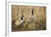 USA, Oregon, Baskett Slough NWR, a pair of Canada Geese.-Rick A. Brown-Framed Photographic Print