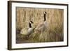 USA, Oregon, Baskett Slough NWR, a pair of Canada Geese.-Rick A. Brown-Framed Photographic Print