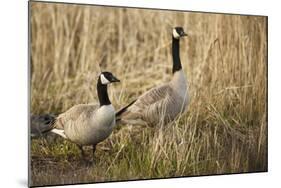 USA, Oregon, Baskett Slough NWR, a pair of Canada Geese.-Rick A. Brown-Mounted Photographic Print