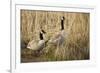 USA, Oregon, Baskett Slough NWR, a pair of Canada Geese.-Rick A. Brown-Framed Photographic Print