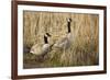 USA, Oregon, Baskett Slough NWR, a pair of Canada Geese.-Rick A. Brown-Framed Photographic Print