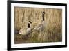USA, Oregon, Baskett Slough NWR, a pair of Canada Geese.-Rick A. Brown-Framed Photographic Print