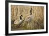 USA, Oregon, Baskett Slough NWR, a pair of Canada Geese.-Rick A. Brown-Framed Photographic Print