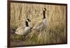 USA, Oregon, Baskett Slough NWR, a pair of Canada Geese.-Rick A. Brown-Framed Photographic Print