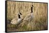 USA, Oregon, Baskett Slough NWR, a pair of Canada Geese.-Rick A. Brown-Framed Stretched Canvas