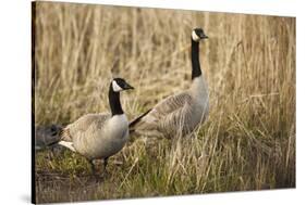 USA, Oregon, Baskett Slough NWR, a pair of Canada Geese.-Rick A. Brown-Stretched Canvas