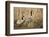 USA, Oregon, Baskett Slough NWR, a pair of Canada Geese.-Rick A. Brown-Framed Photographic Print