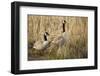 USA, Oregon, Baskett Slough NWR, a pair of Canada Geese.-Rick A. Brown-Framed Photographic Print