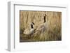 USA, Oregon, Baskett Slough NWR, a pair of Canada Geese.-Rick A. Brown-Framed Photographic Print