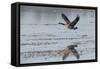 USA, Oregon, Baskett Slough Nwr, Canada Goose Flying-Rick A. Brown-Framed Stretched Canvas