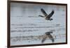 USA, Oregon, Baskett Slough Nwr, Canada Goose Flying-Rick A. Brown-Framed Photographic Print