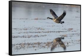 USA, Oregon, Baskett Slough Nwr, Canada Goose Flying-Rick A. Brown-Framed Stretched Canvas