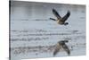 USA, Oregon, Baskett Slough Nwr, Canada Goose Flying-Rick A. Brown-Stretched Canvas