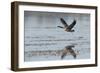 USA, Oregon, Baskett Slough Nwr, Canada Goose Flying-Rick A. Brown-Framed Photographic Print