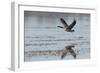 USA, Oregon, Baskett Slough Nwr, Canada Goose Flying-Rick A. Brown-Framed Photographic Print