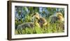 USA, Oregon, Baskett Slough NWR, Canada Goose goslings.-Rick A. Brown-Framed Photographic Print