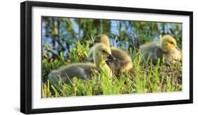 USA, Oregon, Baskett Slough NWR, Canada Goose goslings.-Rick A. Brown-Framed Photographic Print