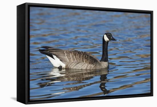 USA, Oregon, Baskett Slough NWR, Canada Goose.-Rick A. Brown-Framed Stretched Canvas