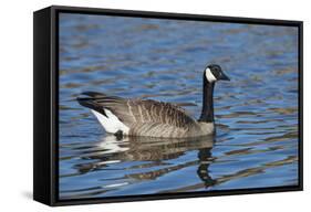 USA, Oregon, Baskett Slough NWR, Canada Goose.-Rick A. Brown-Framed Stretched Canvas