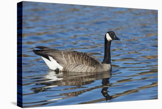 USA, Oregon, Baskett Slough NWR, Canada Goose.-Rick A. Brown-Stretched Canvas