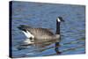 USA, Oregon, Baskett Slough NWR, Canada Goose.-Rick A. Brown-Stretched Canvas