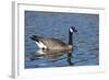 USA, Oregon, Baskett Slough NWR, Canada Goose.-Rick A. Brown-Framed Photographic Print