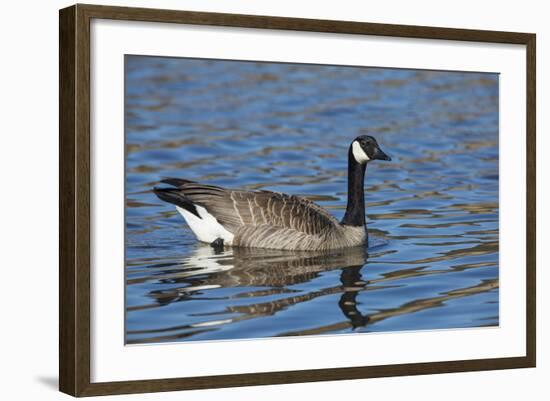 USA, Oregon, Baskett Slough NWR, Canada Goose.-Rick A. Brown-Framed Photographic Print