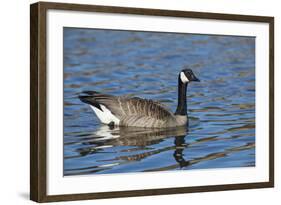 USA, Oregon, Baskett Slough NWR, Canada Goose.-Rick A. Brown-Framed Photographic Print