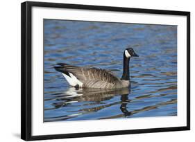 USA, Oregon, Baskett Slough NWR, Canada Goose.-Rick A. Brown-Framed Photographic Print