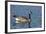 USA, Oregon, Baskett Slough NWR, Canada Goose.-Rick A. Brown-Framed Photographic Print