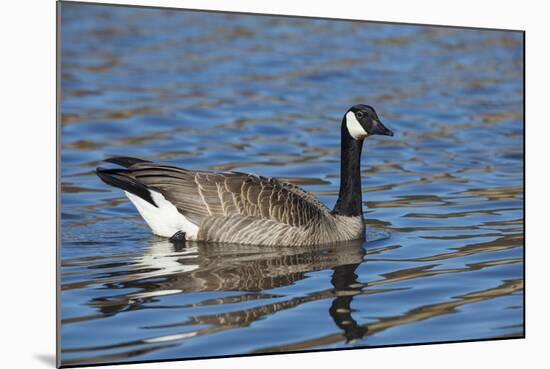 USA, Oregon, Baskett Slough NWR, Canada Goose.-Rick A. Brown-Mounted Photographic Print