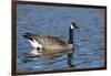 USA, Oregon, Baskett Slough NWR, Canada Goose.-Rick A. Brown-Framed Photographic Print