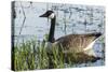 USA, Oregon, Baskett Slough NWR, Canada Goose.-Rick A. Brown-Stretched Canvas