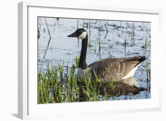 USA, Oregon, Baskett Slough NWR, Canada Goose.-Rick A. Brown-Framed Photographic Print