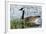 USA, Oregon, Baskett Slough NWR, Canada Goose.-Rick A. Brown-Framed Photographic Print