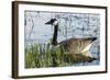 USA, Oregon, Baskett Slough NWR, Canada Goose.-Rick A. Brown-Framed Photographic Print